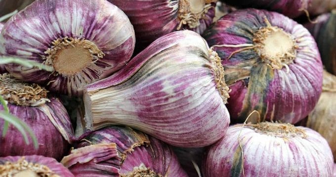 garlic 1422576 1280