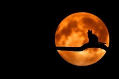 月夜の猫
