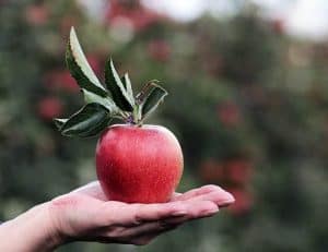 手のひらの上に横たわるリンゴ
