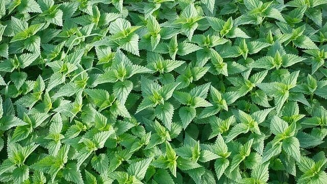 nettle g4397b1ef5 640