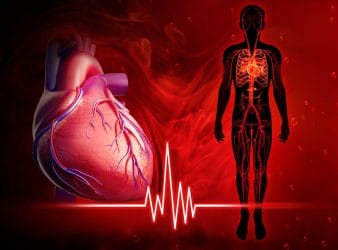 心臓と循環器系