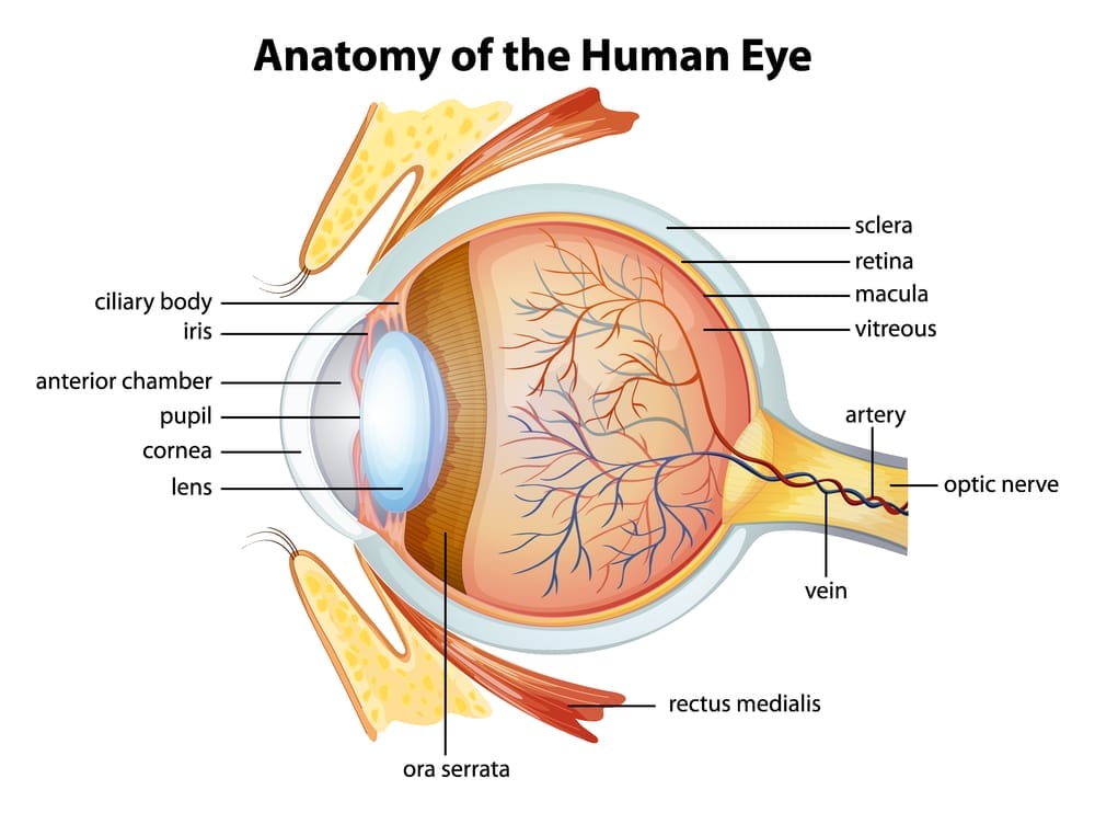 人間の目の図